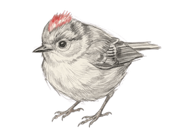 Decorative bird sketch